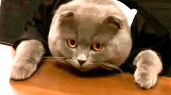 تعيين "قطة" في منصب "مدير" لشركة تكنولوجية  براتب شهري 200 يورو