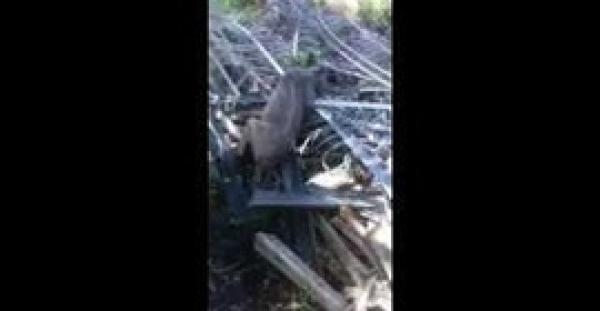 بالفيديو.. 3 ملايين مشاهدة لحيوان يشبه مسخ الجولوم يثير ذكر الماليزيين