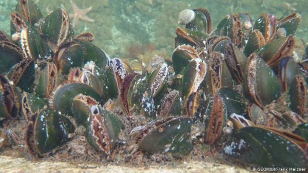 رخويات "مطبوخة" على ساحل نيوزيلاندا تثير القلق