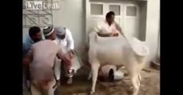 بالفيديو.. ثور يفتك بذابحيه ويهرب من أياديهم