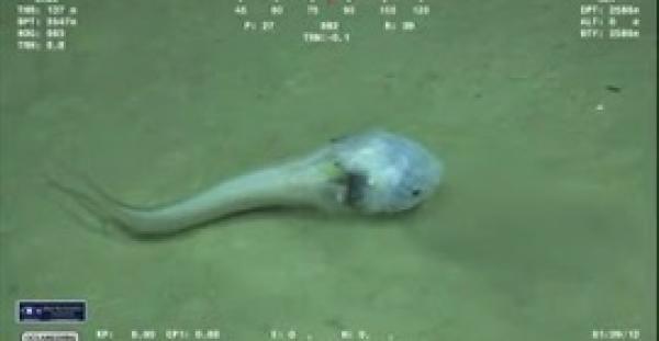 بالفيديو.. العثور على سمكة غريبة تشبه الكائنات الفضائية