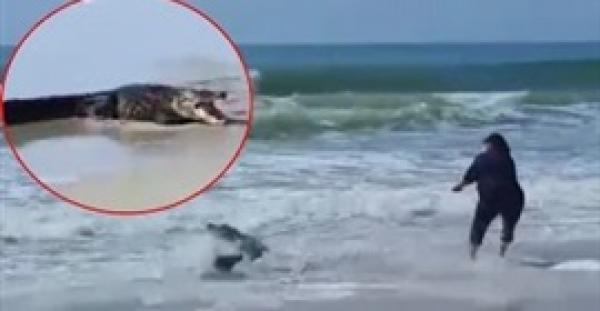 في واقعة اغرب من الخيال بالفيديو.. تمساح يهاجم المصطافين على شاطئ في أمريكا