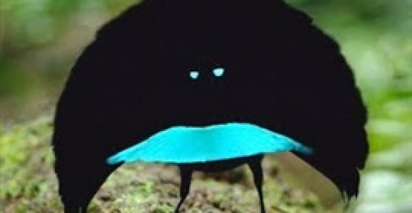 اكتشاف أغرب أنواع الطيور على كوكب الأرض (فيديو)