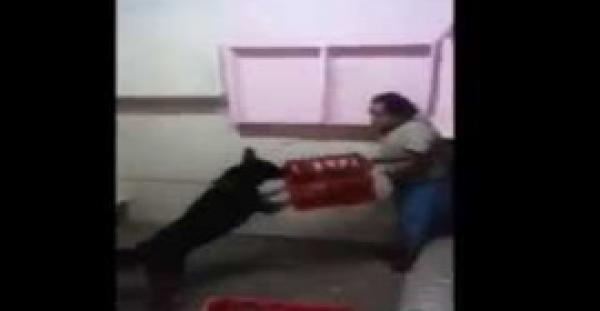 بالفيديو.. شباب يطلقون كلبًا على معاق ذهنيًا لإرهابه