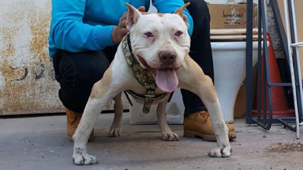 رسميا بالمغرب..امتلاك كلاب "البيتبول" و"الماستيف" يؤدي بصاحبها الى السجن