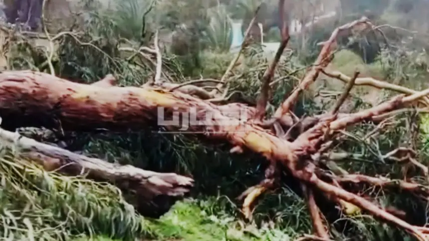 رياح قوية تتسبب في اقتلاع الأشجار وسط مدينة طنجة
