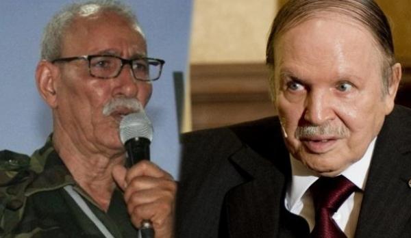 كاتب جزائري: ما أغبانا .. أصبحنا مسلوبي الإرادة أمام كمشة البوليساريو الإرهابية