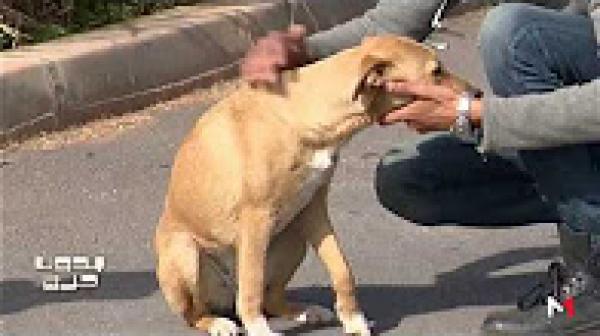 حيوانات تعاني من معاملة قاسية .. بعضها خيط فمه وآخر تعرض لحوادث سير