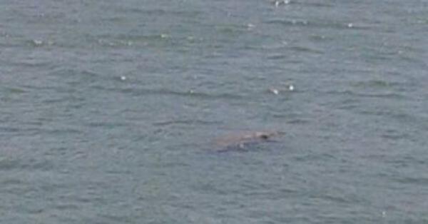 الوقاية المدنية تؤكد رؤيتها لتمساح أبي رقراق