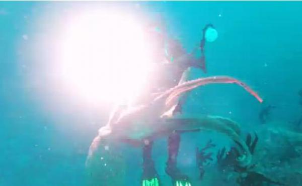 بالفيديو: أخطبوط يحاول سرقة كاميرا غطاس