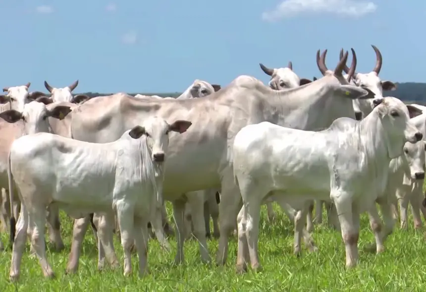 "غزو اللحوم البرازيلية".. المغرب يضاعف وارداته من الأبقار لمواجهة غلاء الأسعار