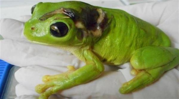 أسترالية تستعين بطائرة خاصة لتسعف ضفدعاً