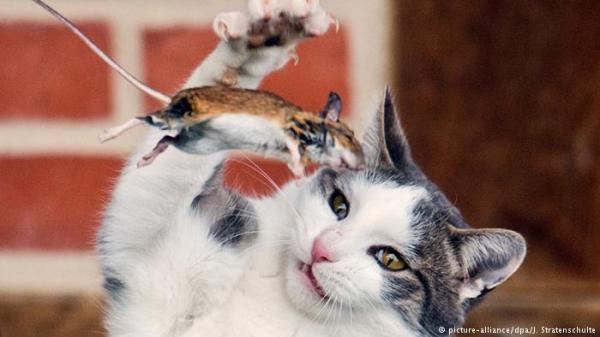 احذر القطط... فقد تنقل لك الطاعون!