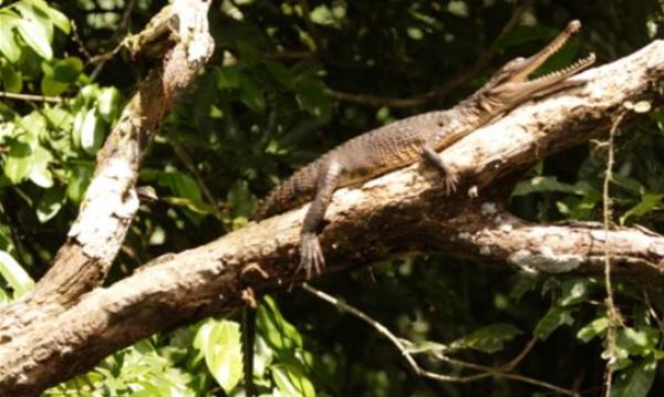 دراسة: التماسيح قادرة على تسلق الاشجار