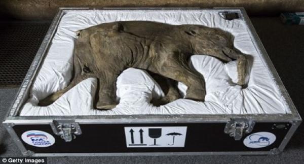 بالفيديو.. العثور على «ماموث» تحت جليد سيبيريا يعود لأكثر من 24 ألف سنة