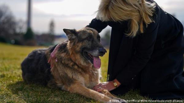 "سنفتقده".. أسرة الرئيس بايدن تنعي بحزن وفاة كلبها "تشامب"