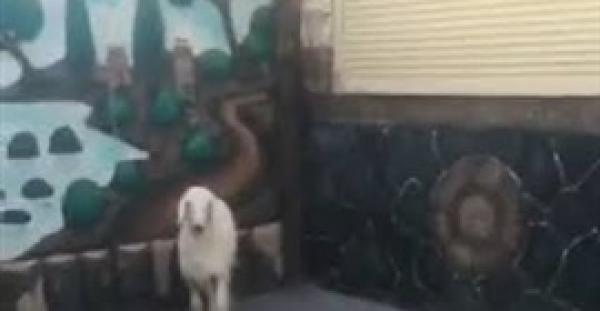 شاهد.. رد فعل خروف لحظة هجوم نمر عليه