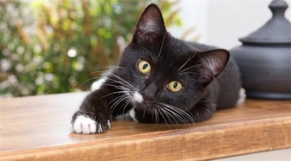 تسجيل حالة نادرة لهر مصاب بفيروس "كورونا" في بلجيكا