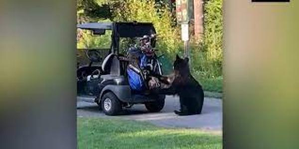 أنثى دب تسرق حقيبة لاعب غولف وتختفي في غابة(فيديو)