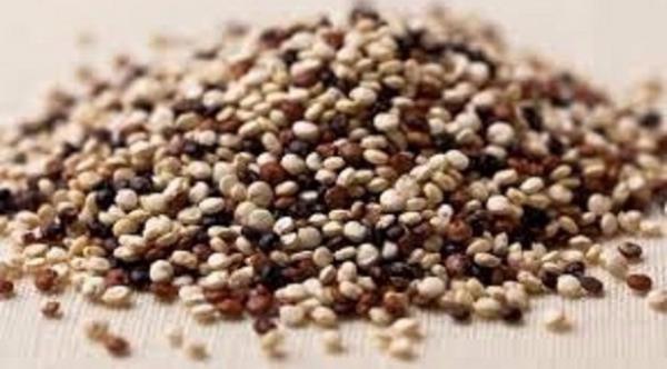 حبوب الكينوا.. غذاء الإنسان في المستقبل؟