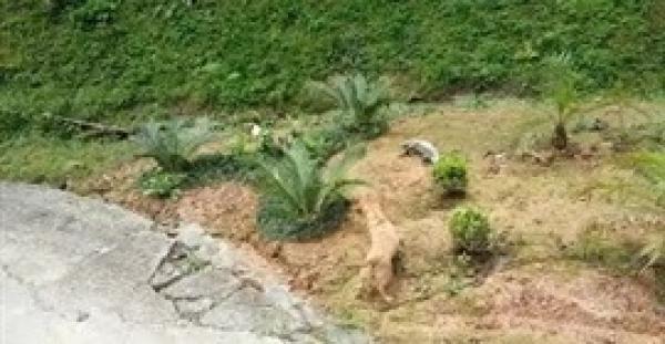 بالفيديو.. معركة شرسة بين كلب وسحلية ضخمة