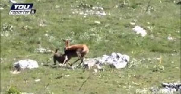 بالفيديو.. غزالة تهاجم ذئبًا شرسًا حاول افتراس صغيرها