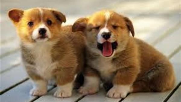 دراسة تحذر من النوم مع الحيوانات الأليفة