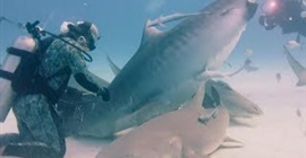 لقطات مذهلة لغواص يطعم سمكة قرش حامل باليد (فيديو)