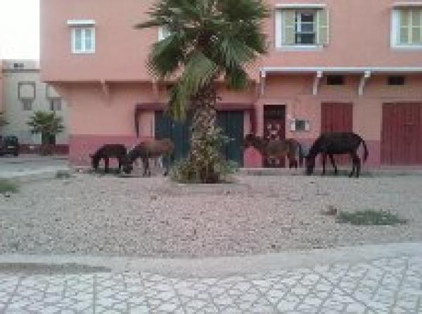 في بني ملال فقط...البغال والحمير الضالة تتجول بكل حرية في شوارع بني ملال