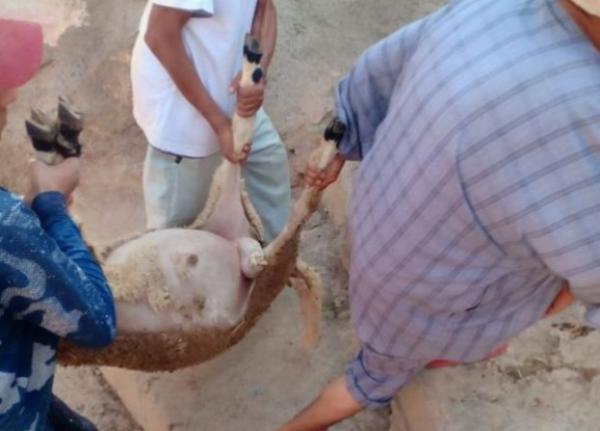 مأساة...مجهولون يضعون السم لعشرات الأكباش المجهزة لعيد الأضحى بالحوز