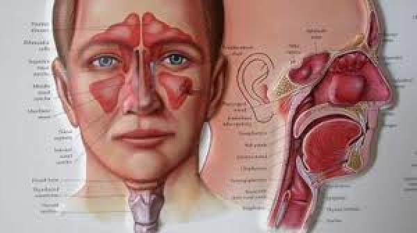 تعرف على الاعجاز النبوى فى علاج الجيوب الانفية والوقاية منها وطرق علاجها