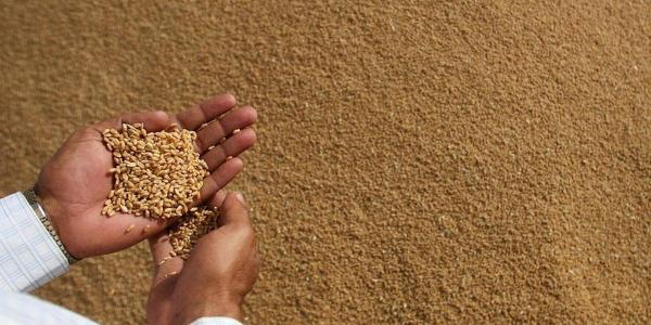 تطوير أصناف جديدة من الحبوب بالمغرب