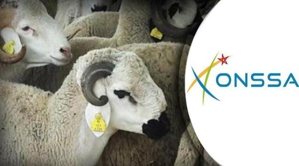 استعدادا لعيد الأضحى..."أونسا" تشرف على عملية مراقبة وترقيم حوالي 6 ملايين رأس من الأضاحي