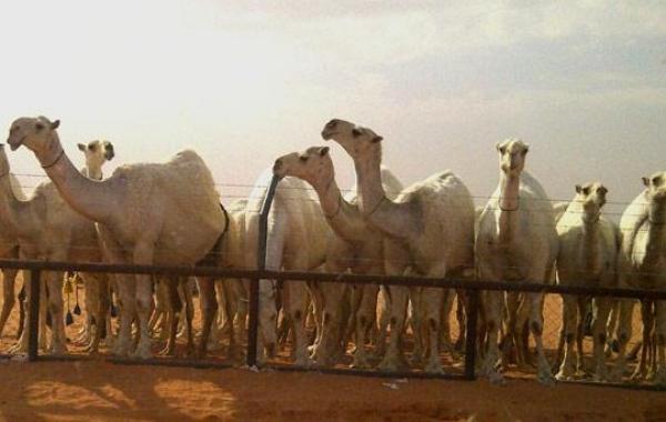 دراسة سعودية تعزز اتهام الإبل بنقل فيروس كورونا