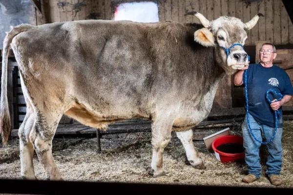 أطول ثور حي في العالم يبلغ طوله 187 سنتمتر