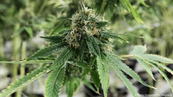 تغطية مباشرة لطواف إسبانيا تكشف عن مزرعة للقنب الهندي!