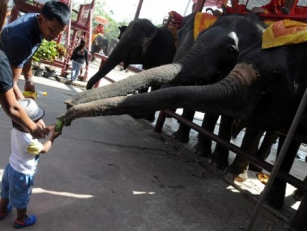 حديقة زيمبابوي.. تختنق بالفيلة