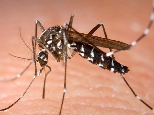 بعد أزمة "الأوكسجين" و"الحرائق".. الجزائر تعيش وضعا مقلقا جدا بفعل الانتشار المتزايد لحشرات سامة