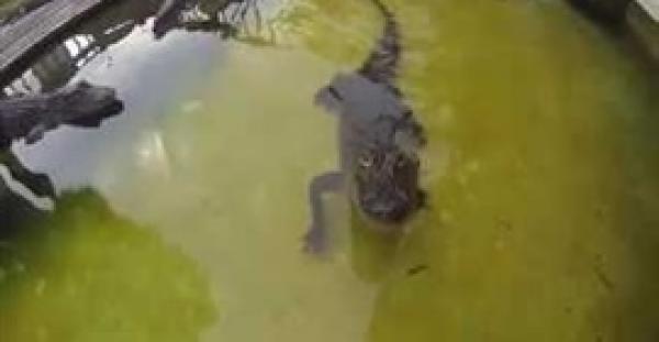 بالفيديو.. تمساح يهاجم سائحا حاول تصويره