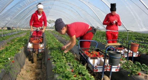 السلطات المغربية تنجح في السيطرة على بؤرة "لالة ميمونة" المشؤومة وظهور بؤرة جديدة يثير المخاوف