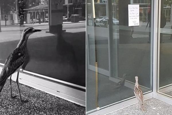 بالفيديو: طائر يحدق بانعكاس صورته لعدة ساعات