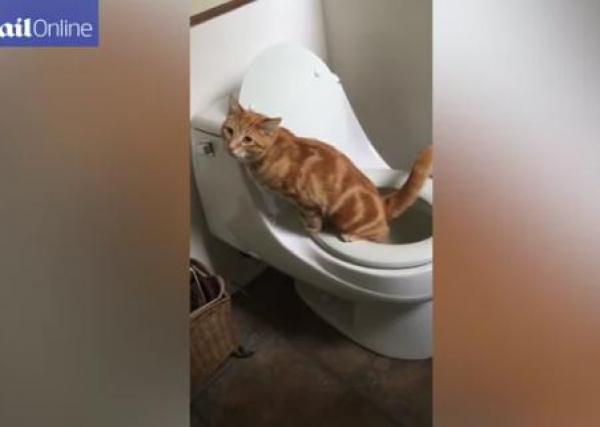 بالفيديو: قطة تستخدم المرحاض تماماً كالبشر