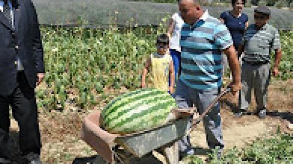 أكبر دلاحة في المغرب تزن 20 كيلوغراما