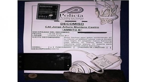 قطط مدربة لتهريب الهواتف النقالة للسجناء في كوستاريكا