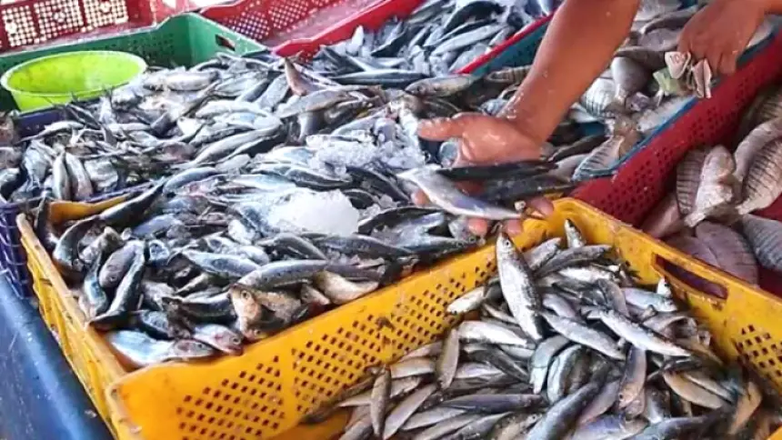 صدمة في أسواق السمك.. سعر السردين يقفز إلى 50 درهماً مع بداية رمضان