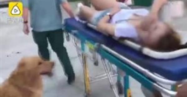 كلب وفي يرفض ترك صديقته بعد فقدانها الوعي (فيديو)