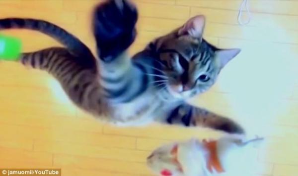 جديدة هادي، إمام مسجد يتفاجأ بشخص يقذفه بقط خلال صلاة التراويح