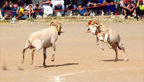 الأكباش في الجزائر للتضحية و للتناطح أيضا (فيديو)