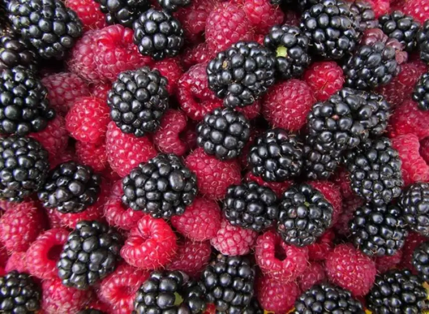 10 أطعمة غنية بالألياف قد تقلل خطر الإصابة بسرطان القولون