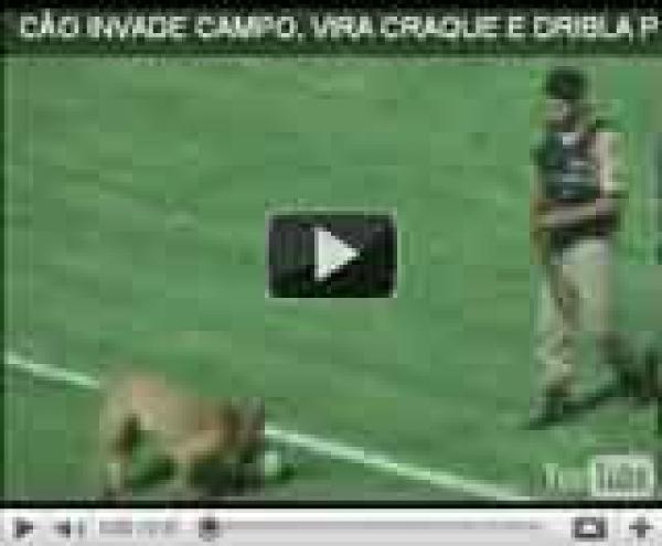  كلب يوقف مباراة في البرازيل 